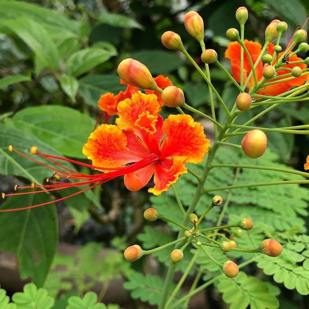 Caesalpinia flower seeds