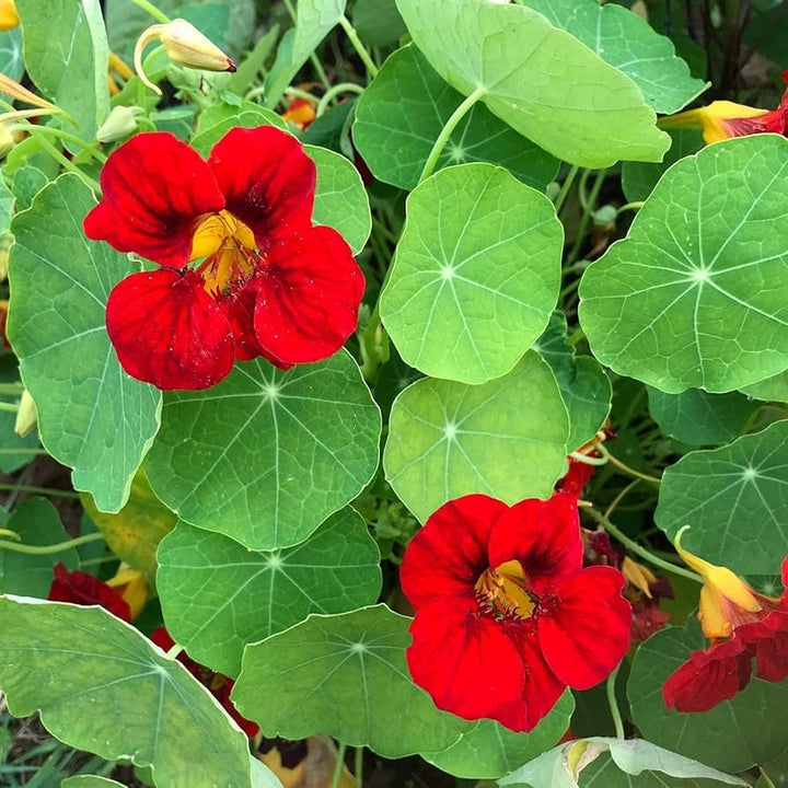 Scarlet Red flower seeds