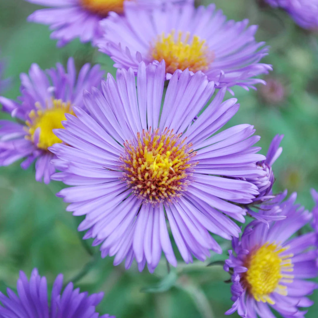 Aster Novi flower seeds
