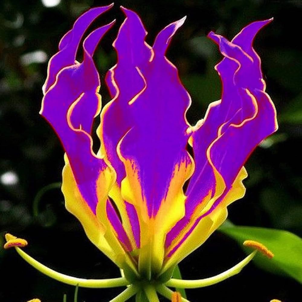 Gloriosa Lily flower seeds