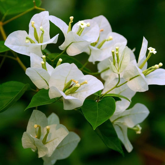 Bougainvillea Spectabilis flower seeds