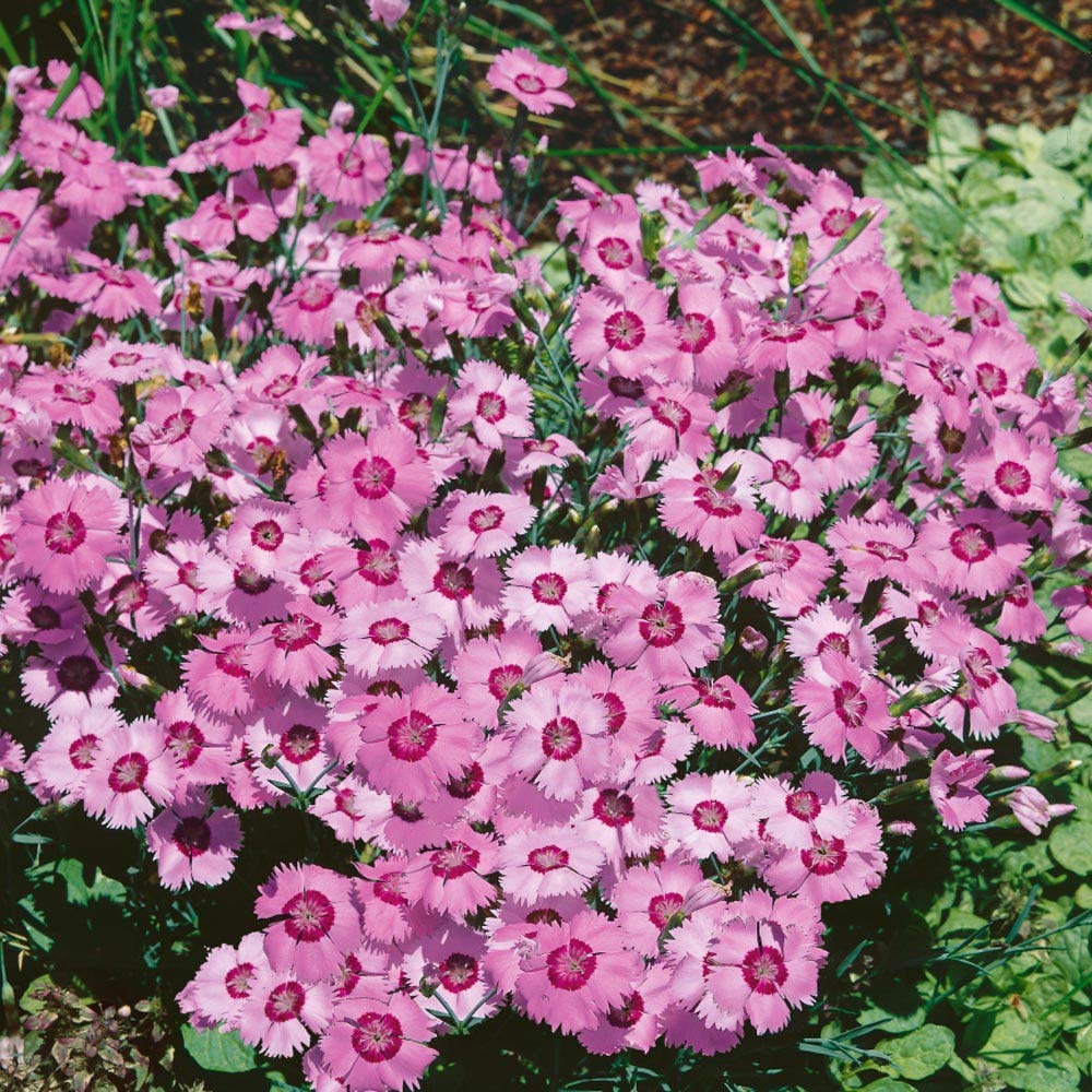 Dianthus Allwoodi flower seeds