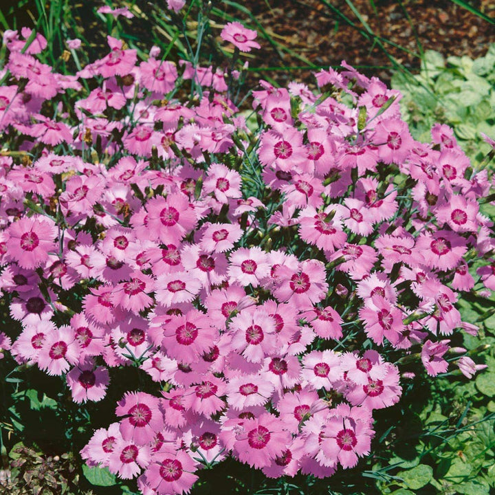 Dianthus Allwoodi flower seeds
