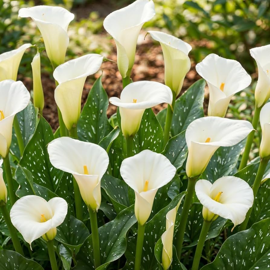 White Calla flower seeds
