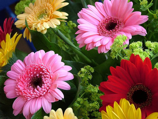 African Daisy flower seeds