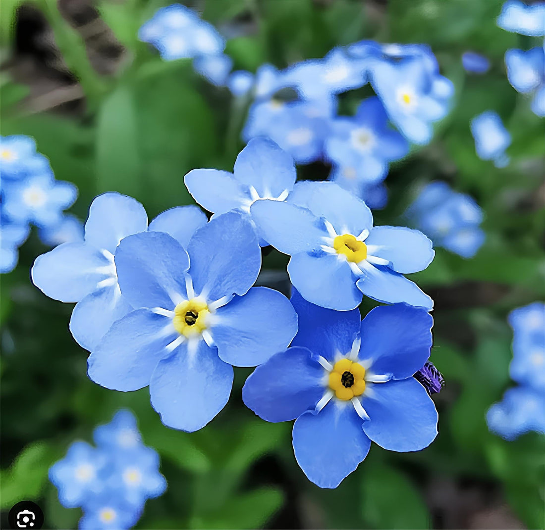 Myosotis flower seeds