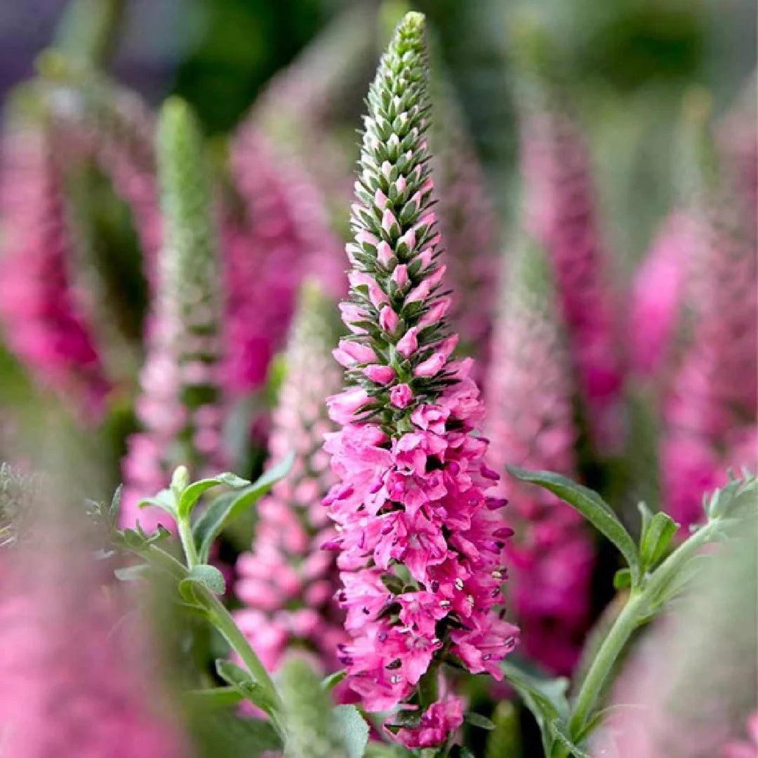 Pink Veronica flower seeds