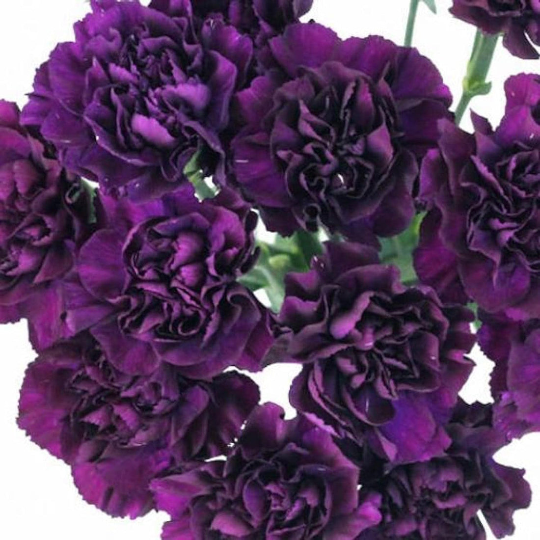Deep Purple flower seeds
