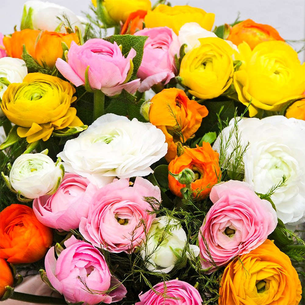 Ranunculus flower seeds