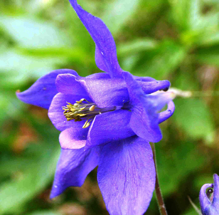 Purple Columbine flower seeds