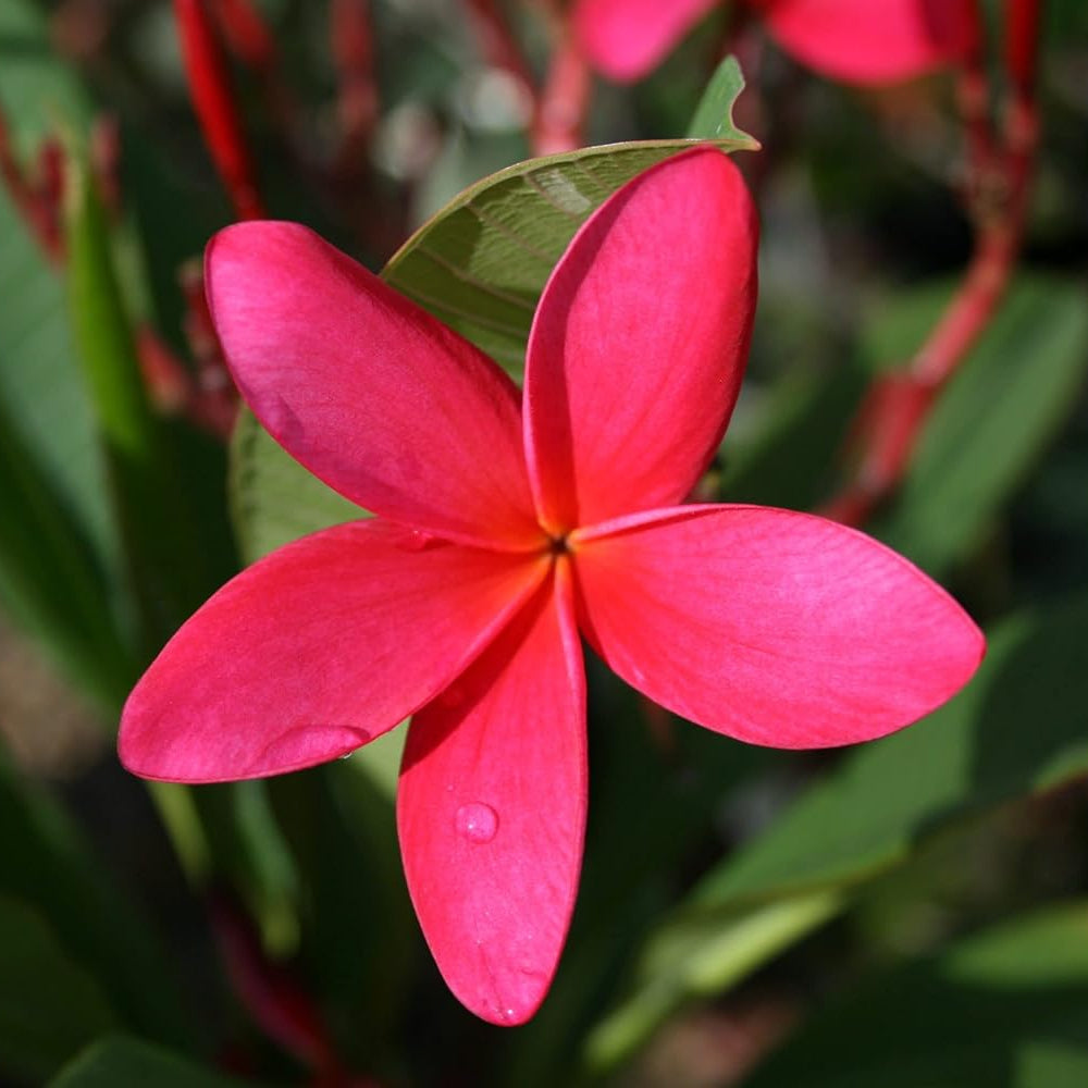Deep Pink flower seeds