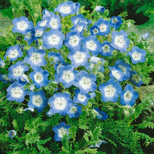 Baby Blue flower seeds