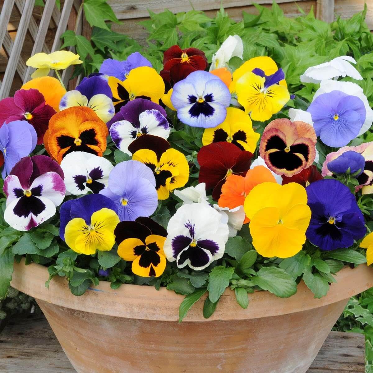 Bright Mexican Pansy plant