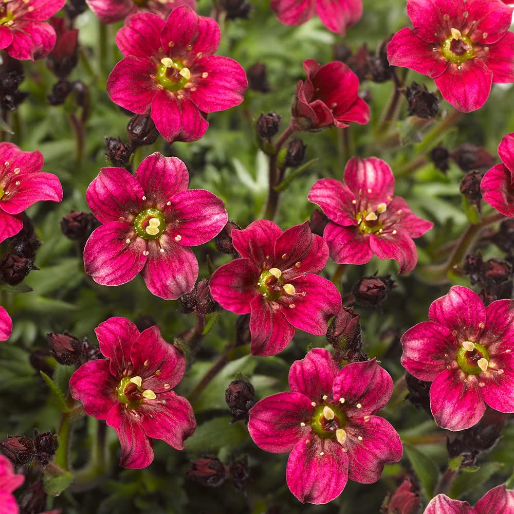 Rose Saxifrage flower seeds