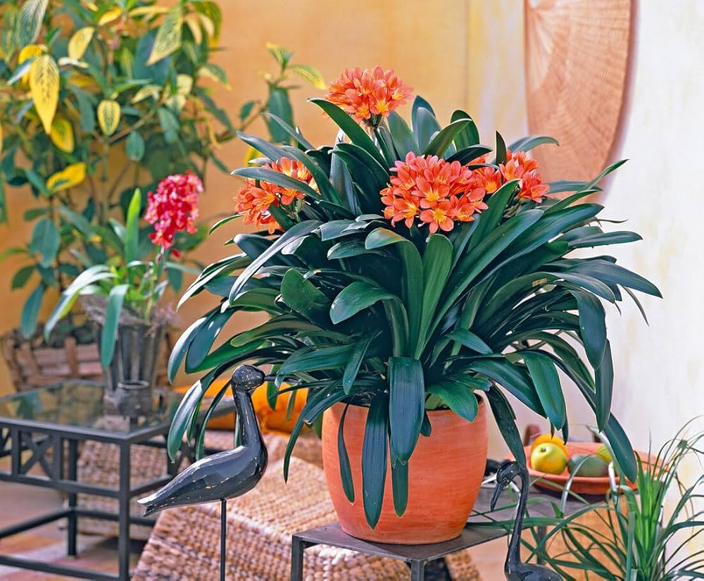 Clivia Miniata flower seeds