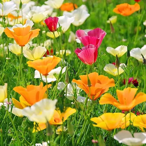 Multicolored Eschscholtzia flower seeds
