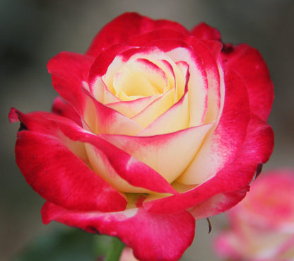 Double Delight flower seeds