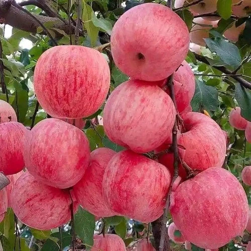 pink apple tree seeds