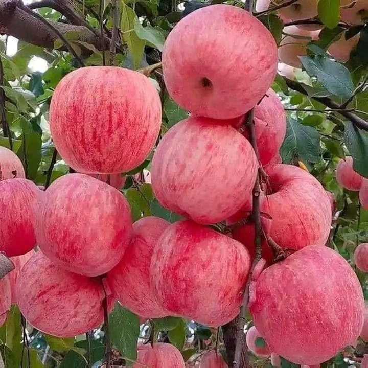 pink apple tree seeds