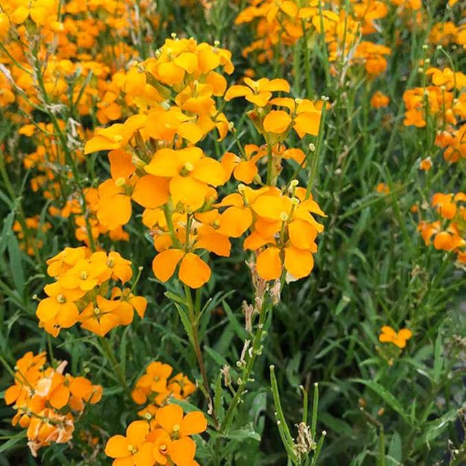 Siberian flower seeds