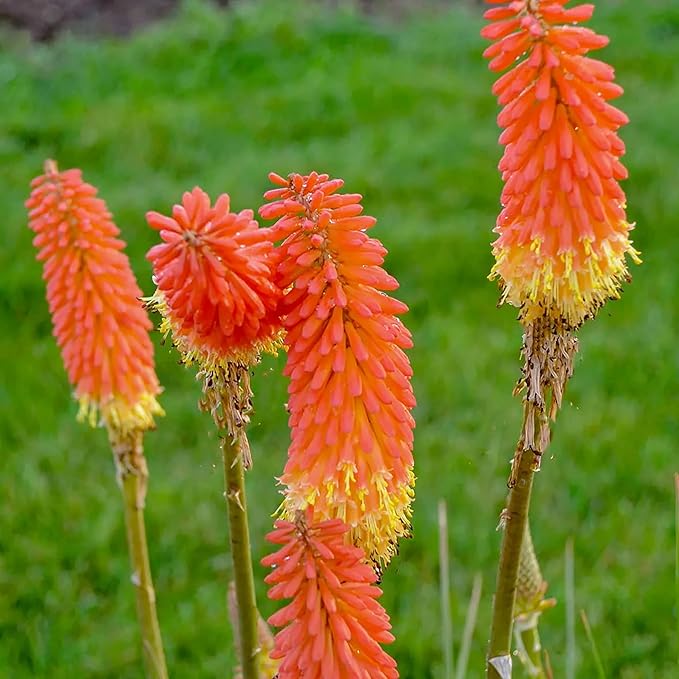 Kniphofia flower seeds