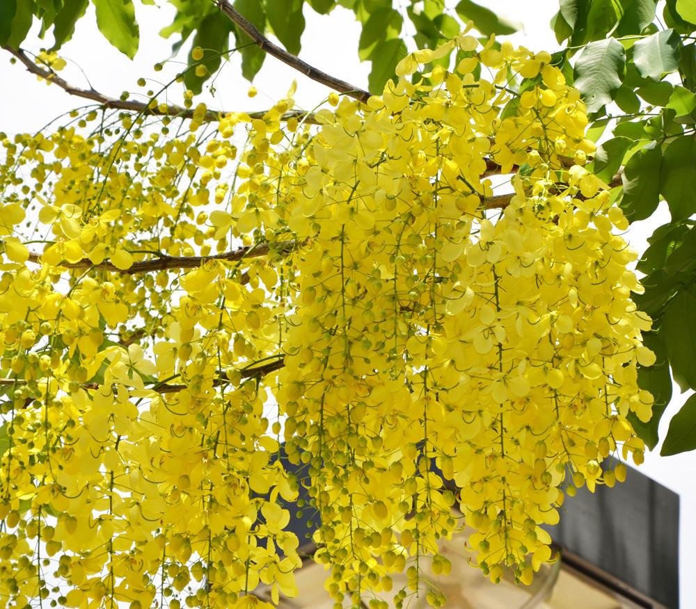 Yellow Laburnum flower seeds