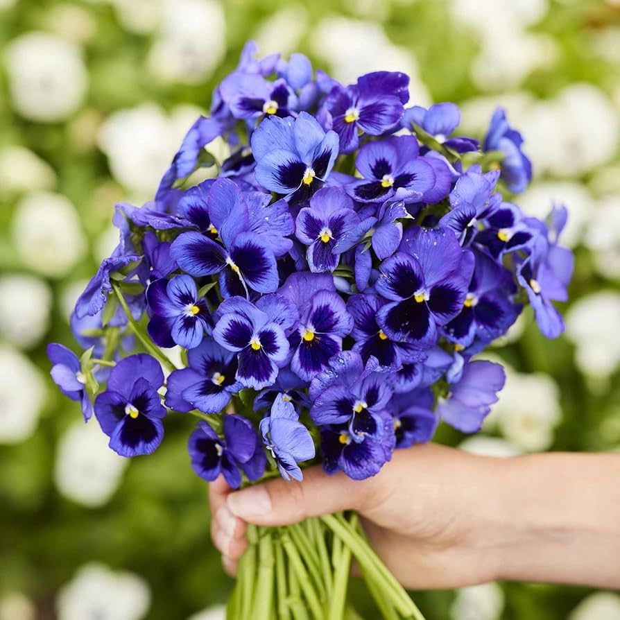 Navy Blue flower seeds