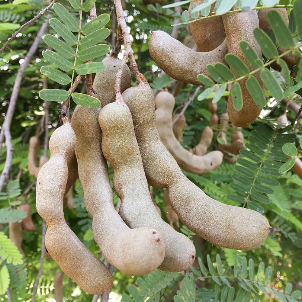 orchid tamarind seeds