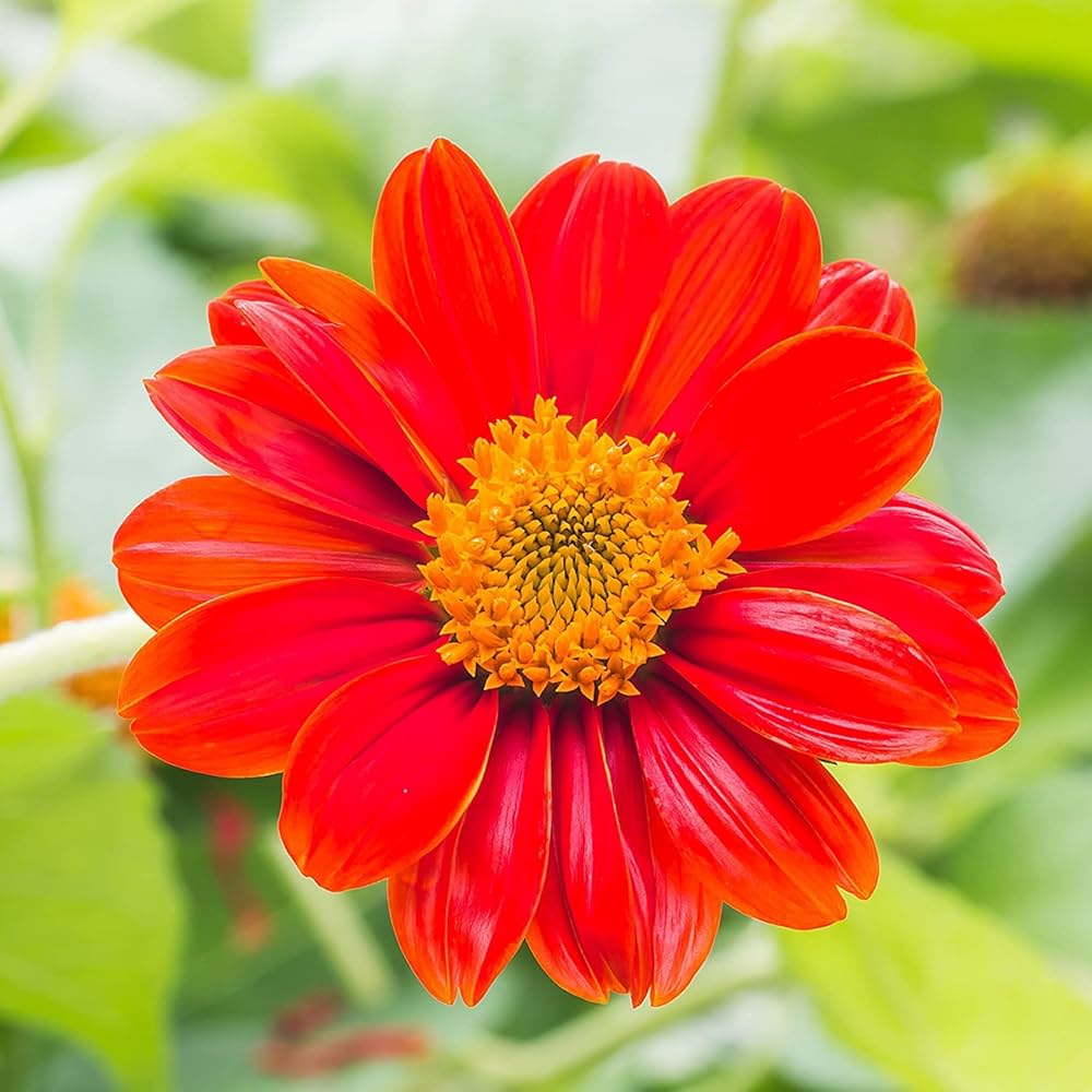 Mexican Red flower seeds