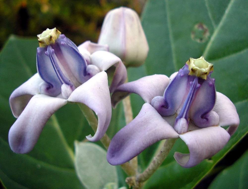 Purple Calotropis flower seeds
