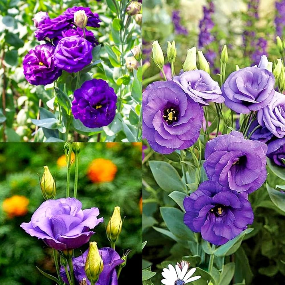 Blue Lisianthus flower seeds