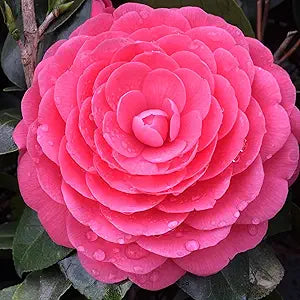 Camellia flower seeds