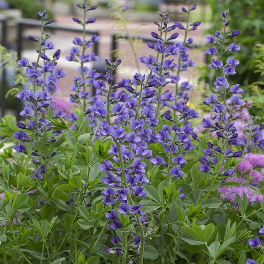 Blue False flower seeds