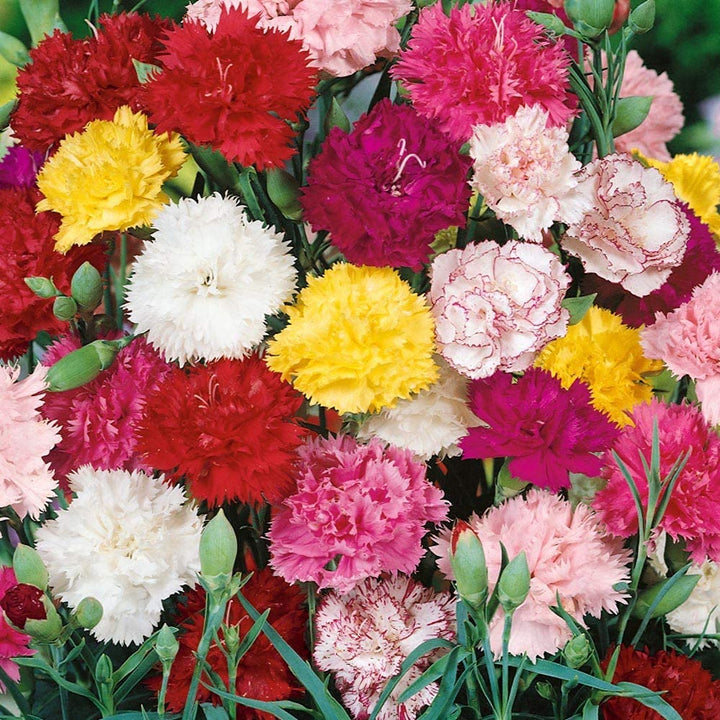 Color Carnation flower seeds
