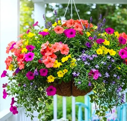 Calibrachoa flower seeds