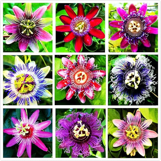 Passion Passiflora flower seeds
