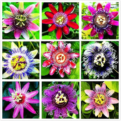 Passion Passiflora flower seeds