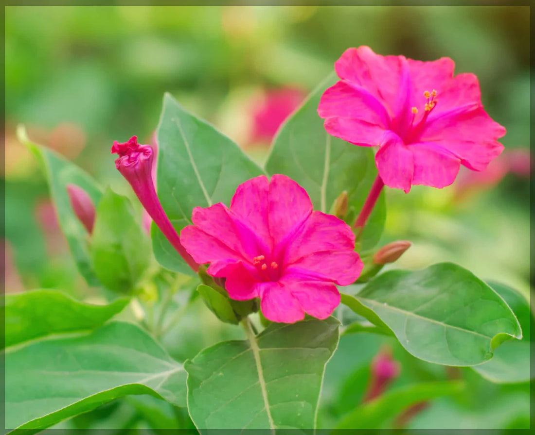 Four O'Clock flower seeds