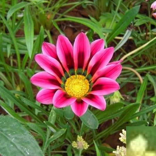African Daisy flower seeds