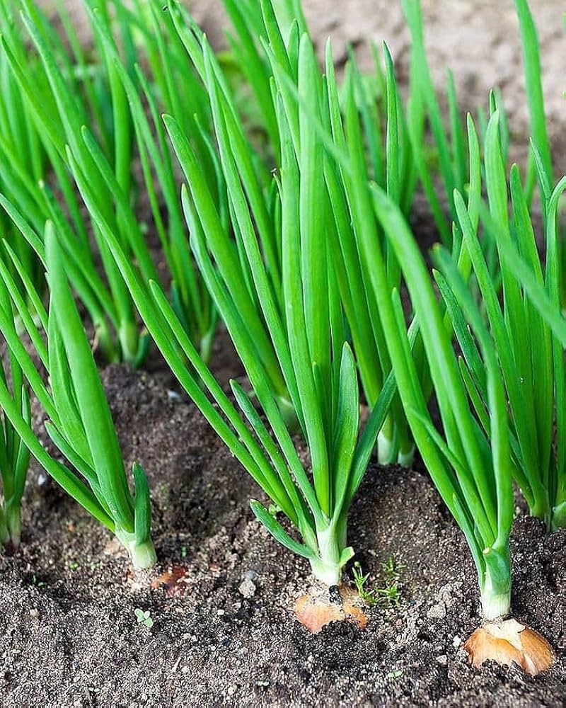 Scallion Seeds