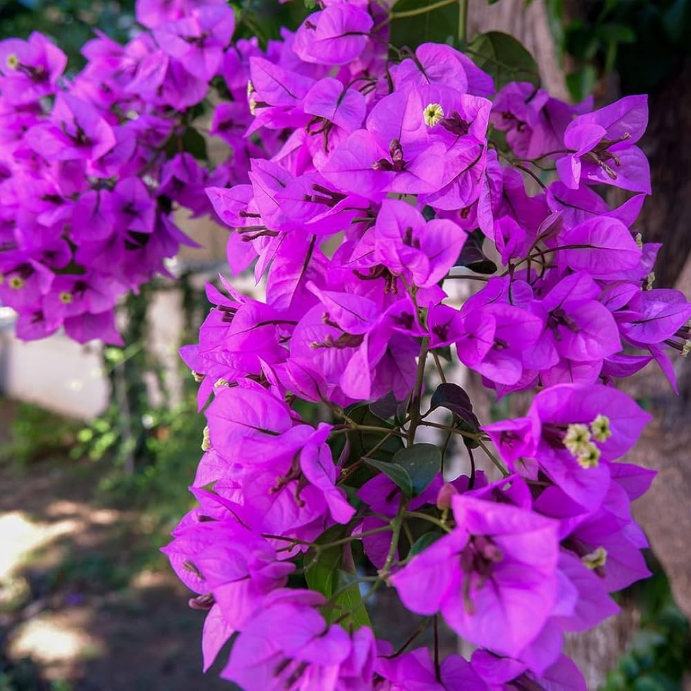 Dark Violet flower seeds
