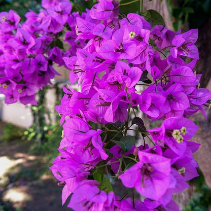 Bougainvillea flower seeds