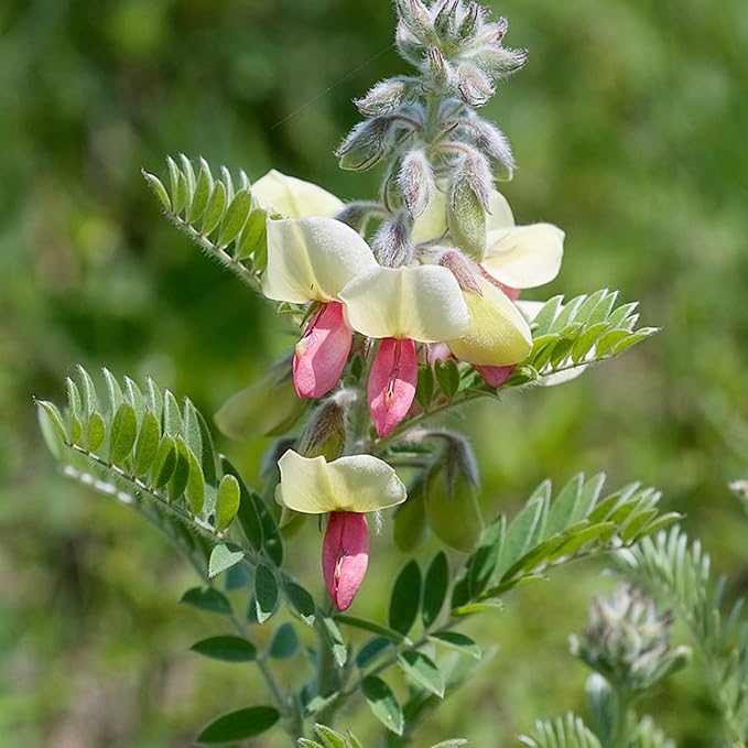 Goat'S Rue flower seeds
