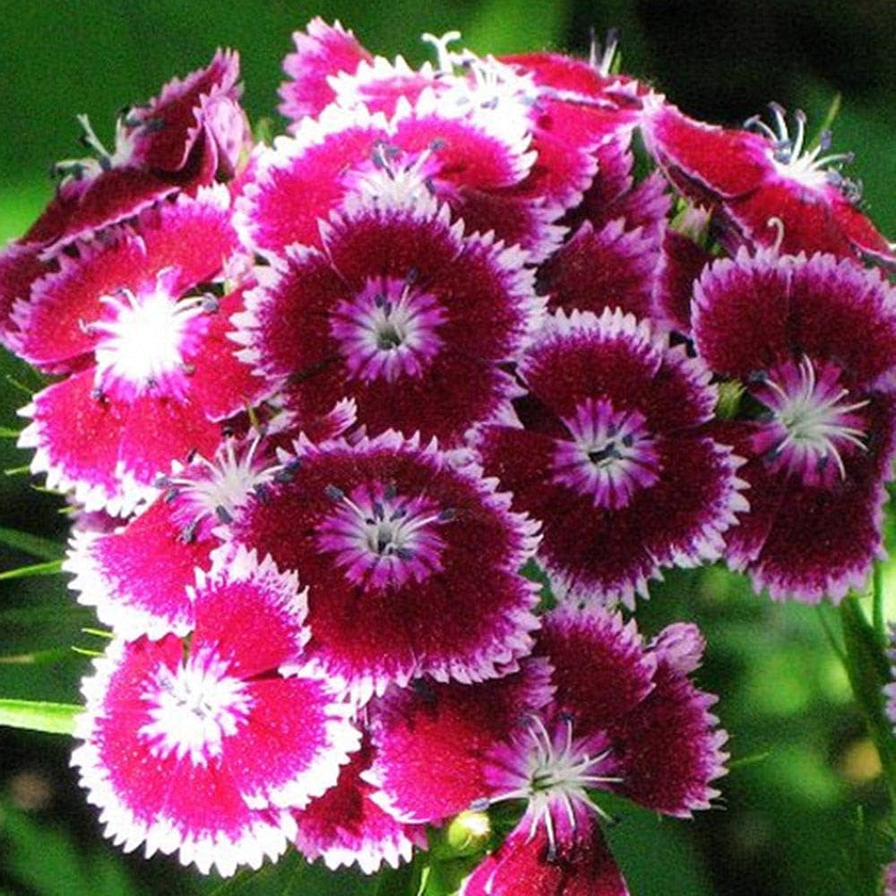 Color Sweet flower seeds