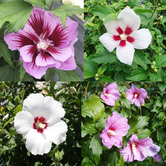 Color Rose flower seeds