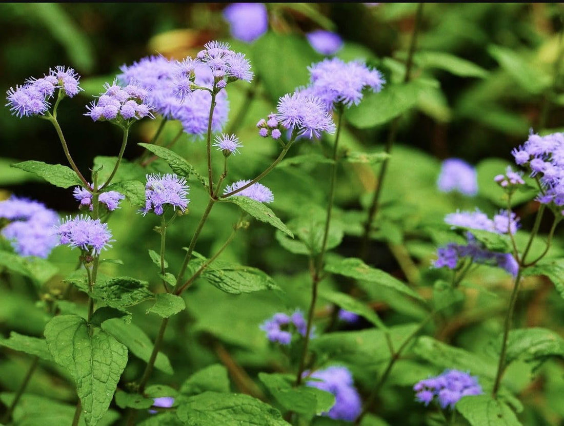 Conoclinium Coelestinum flower seeds