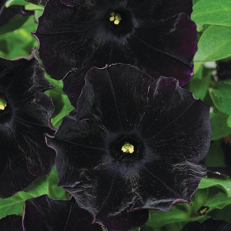 Black Petunias plant