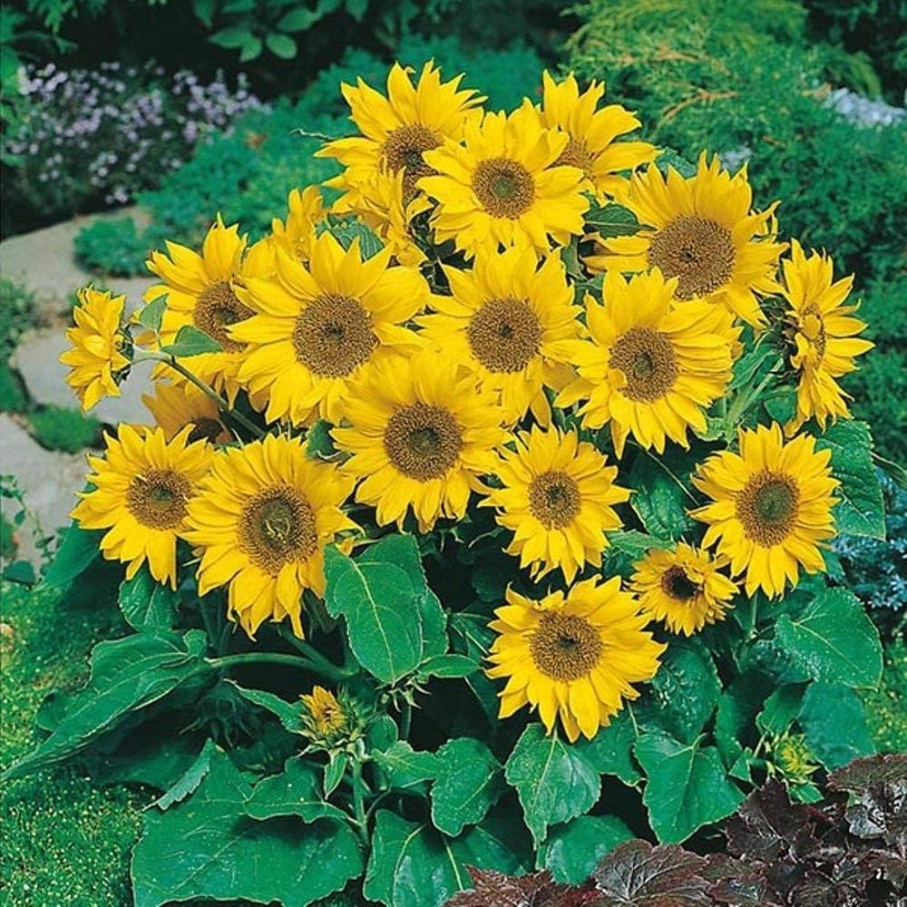 Dwarf Sunflower flower seeds