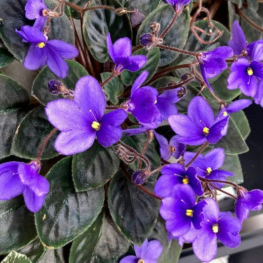 African Violet flower seeds