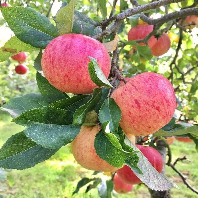 Pink Apple Tree Seeds for Planting – Heirloom Non-GMO Garden Seeds